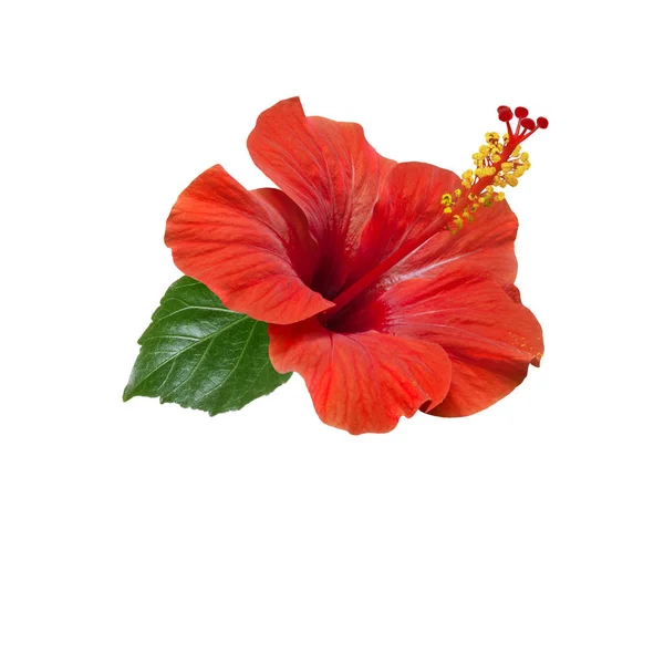 Rode hibiscus bloemen bladeren en toppen — Stockfoto