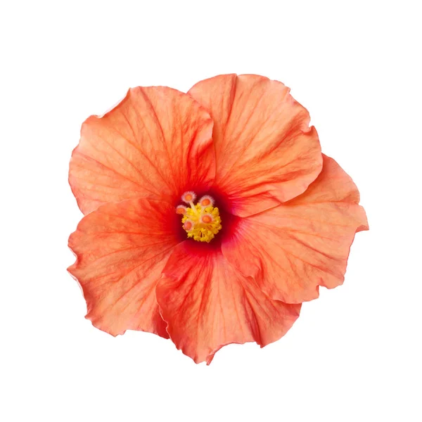 Hibiscus orange fleur isolée — Photo