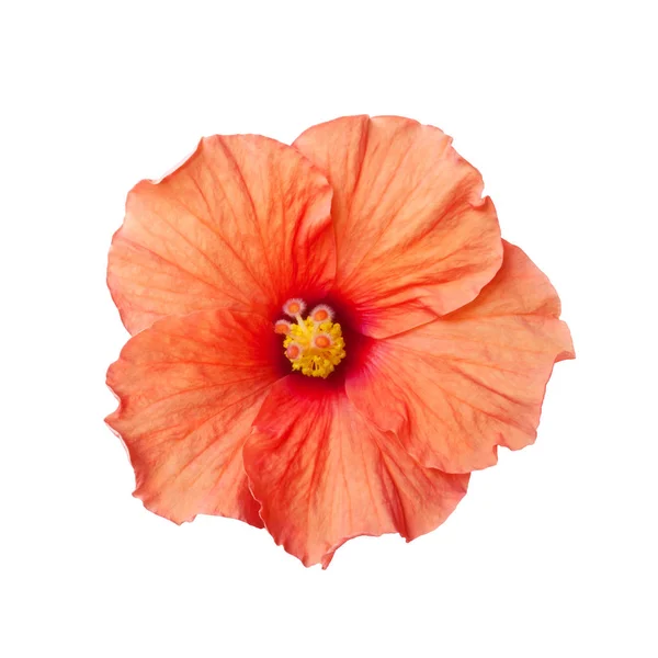 Orange hibiscus flower isolated Royalty Free Stock Images