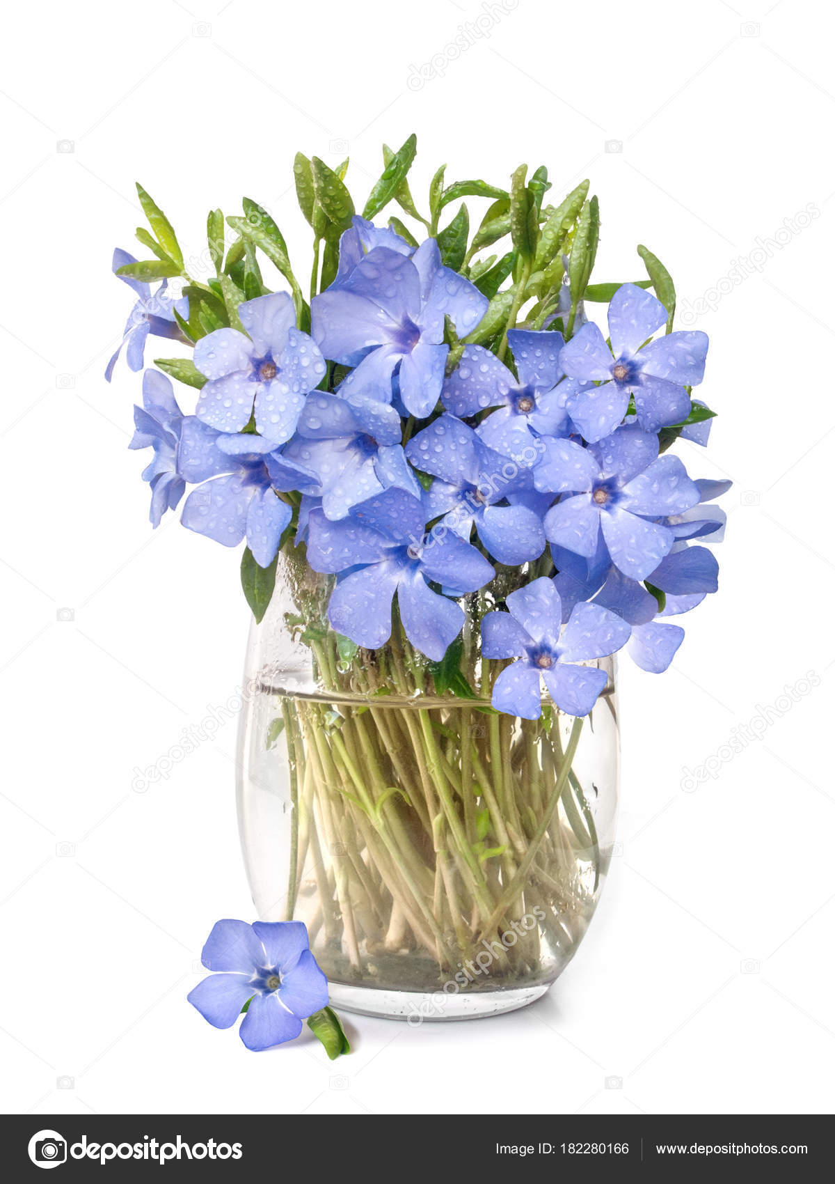 Bouquet de fleurs séchées avec gypsophile blanche et phalaris violet -  Bouquet “Mia” | Fleuriste à Ferney Voltaire | Livraison partout en France –  malvarosaflowers, image size:1200x1700