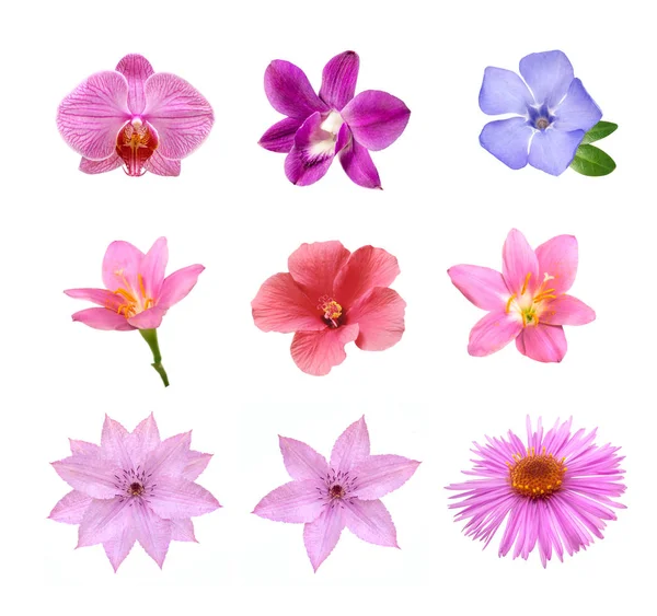 Ihale pembe çiçekler izole kümesi — Stok fotoğraf