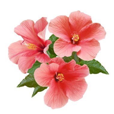 pembe hibiscus çiçek ve tomurcukları