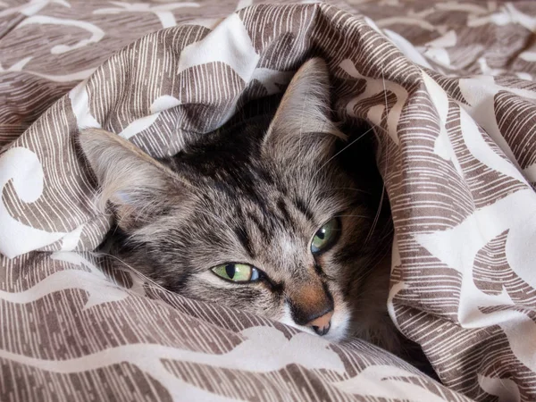 Με τιγρέ γάτα που κοιμάται στο κρεβάτι σε ένα μαξιλάρι — Φωτογραφία Αρχείου