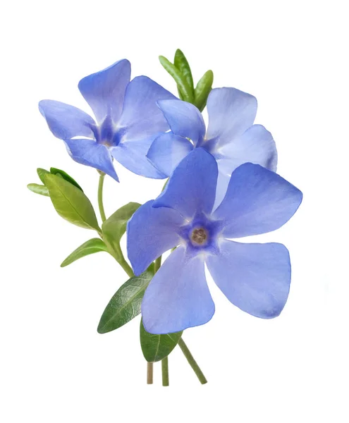 Έντονο βιολετί άγρια βιγκών λουλούδι μπουκέτο — Φωτογραφία Αρχείου