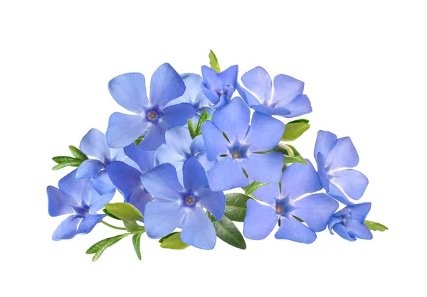 Bright violet wild periwinkle flower bouquet — Stock Photo, Image