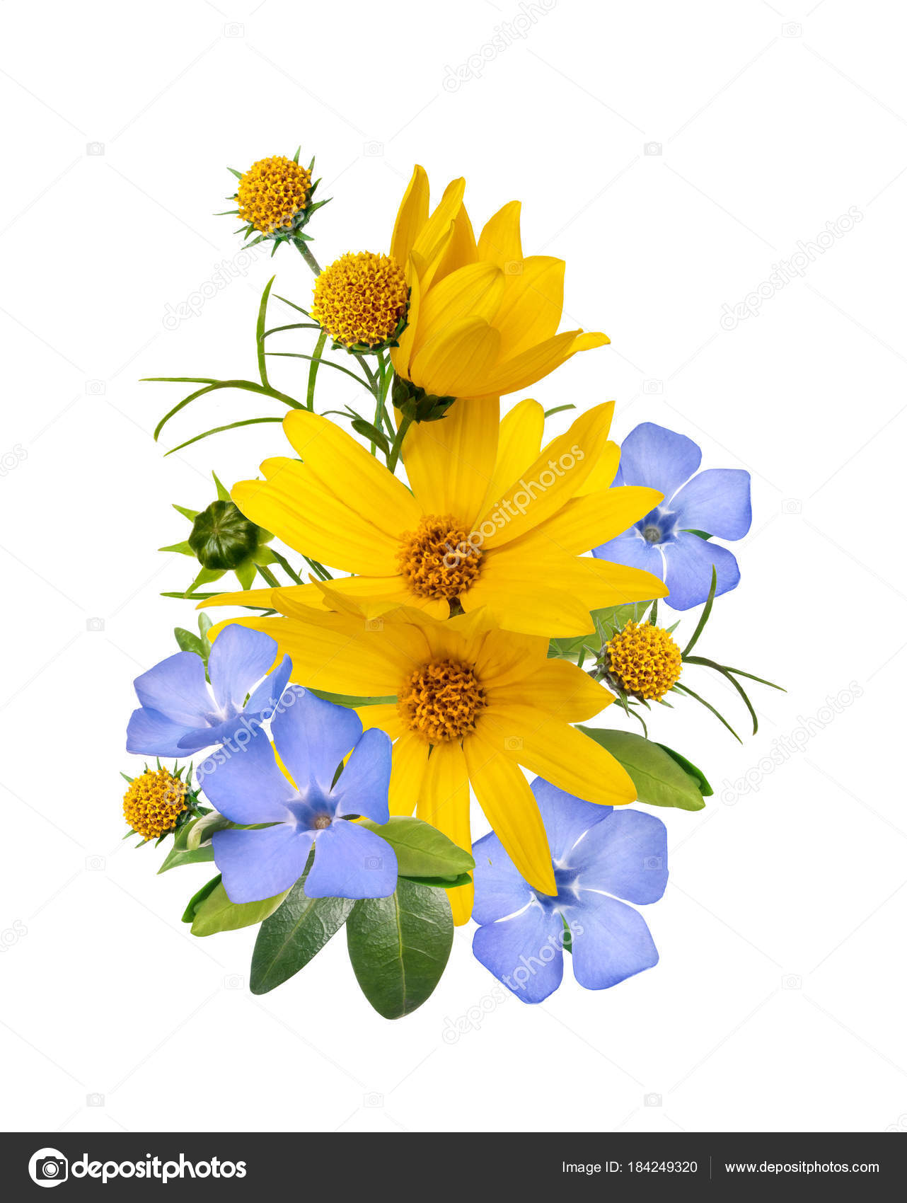 Bouquet De Fleurs Bleu Et Jaune Primevère Sauvage Isolé Sur