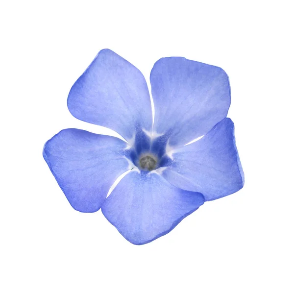 Μπλε βιγκών λουλούδι άγρια άνοιξη primrose απομονώνονται σε λευκό ΒΑ — Φωτογραφία Αρχείου