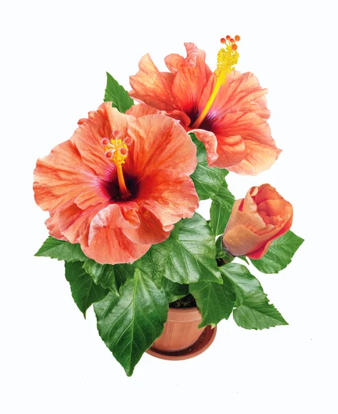 Ingemaakte roze hibiscus bloemen geïsoleerd op witte achtergrond — Stockfoto