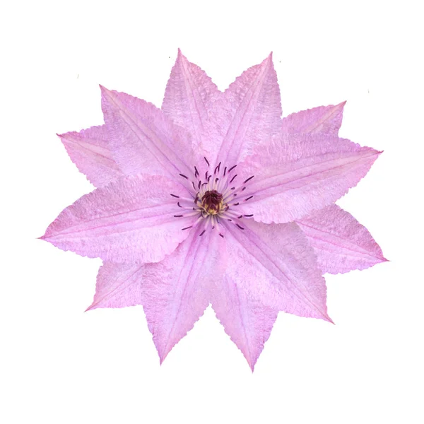 Flor de clematis rosa tierna aislada sobre fondo blanco —  Fotos de Stock