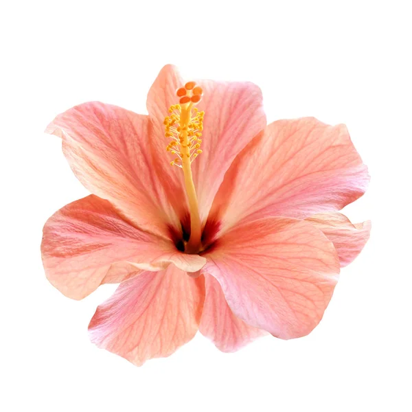 Flor de hibisco rosa aislada — Foto de Stock