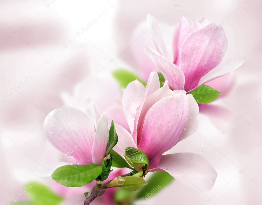 tender spring pink magnolia flowers