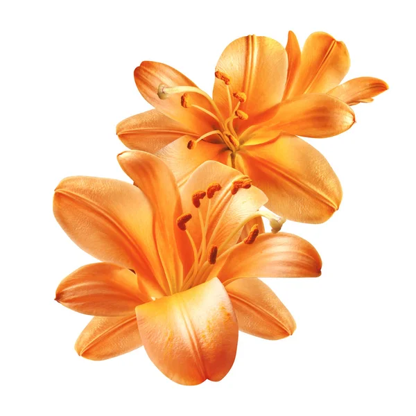 A bouquet of bright orange lily flowers isolated — Stockfoto