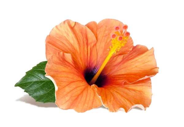 Flor de hibisco naranja aislada sobre fondo blanco — Foto de Stock