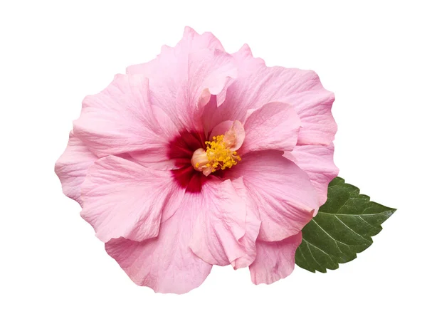 Tender roze hibiscus bloem geïsoleerd — Stockfoto