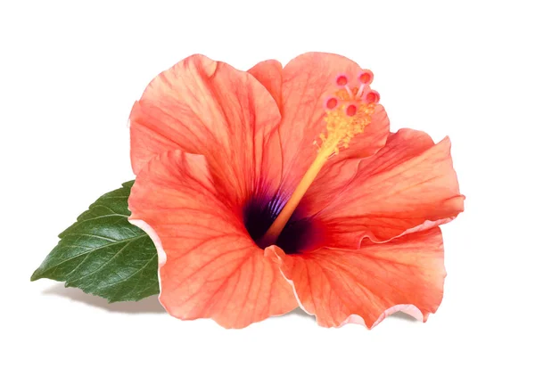 Warme rot orange Hibiskusblüte isoliert auf weißem Hintergrund — Stockfoto