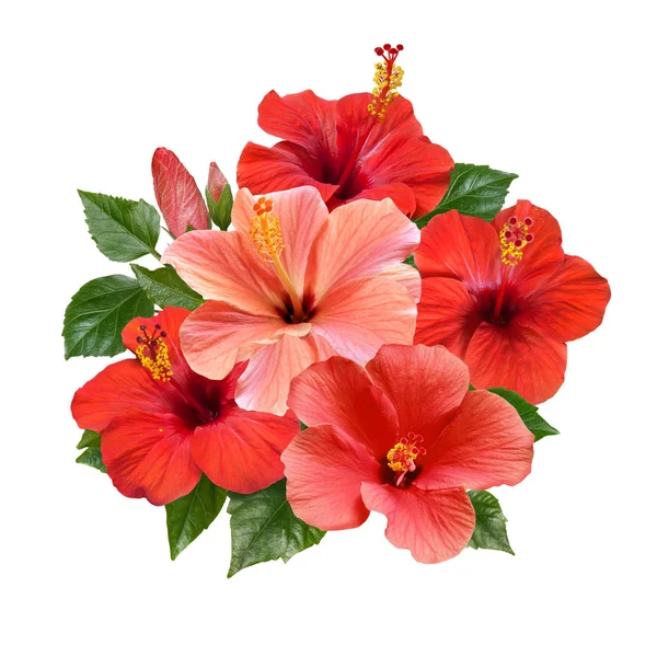 En bukett röda hibiskusblommor isolerade — Stockfoto
