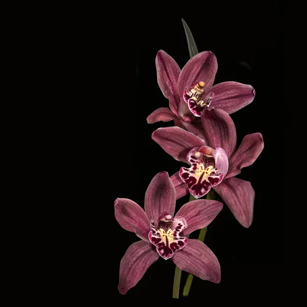 En gren av röda cymbidium orkidé blommor på svart bakgrund — Stockfoto