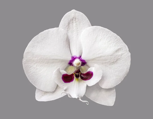 Parfait luxueux tendre orchidée blanche isolé — Photo