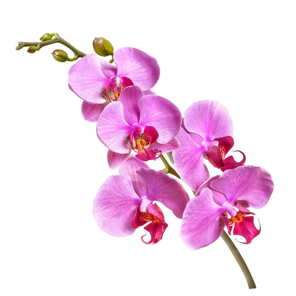En gren av Phalaenopsis orkidé blommor och knoppar isolerade på vit bakgrund — Stockfoto