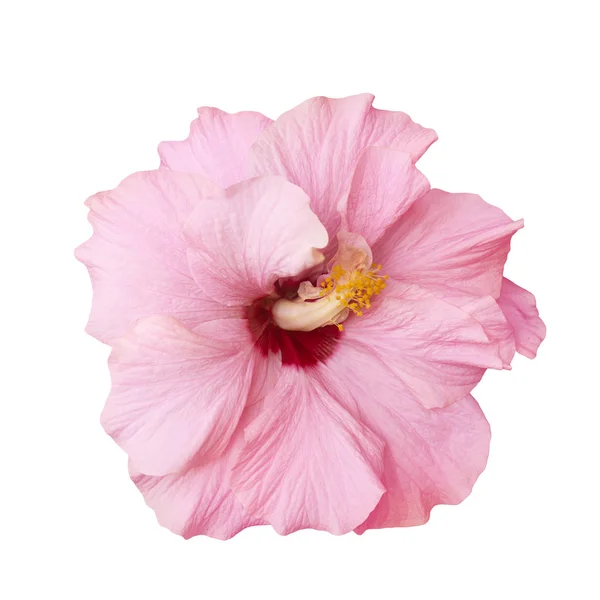Fleur d'hibiscus rose tendre isolée — Photo