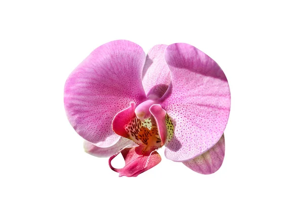 Τέλεια ροζ ορχιδέα λουλούδι απομονωμένο — Φωτογραφία Αρχείου