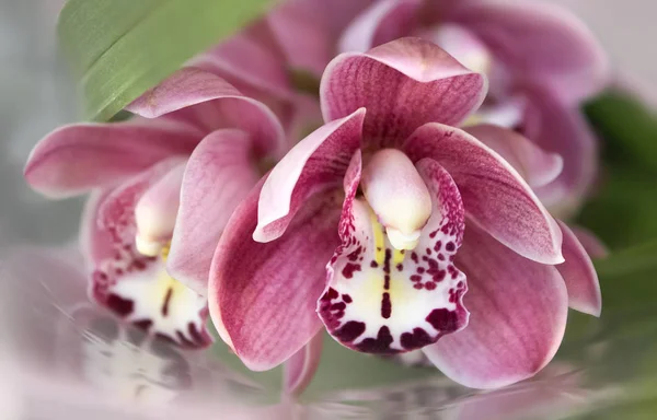 Fleur d'orchidée rose parfaite sur un fond doux flou — Photo