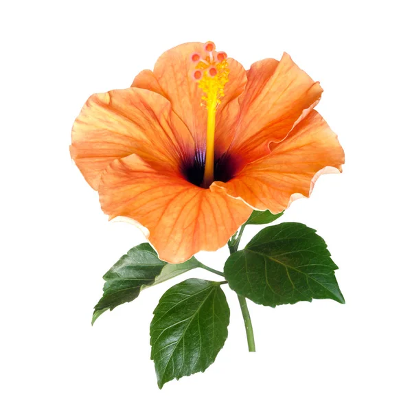 Ljust orange hibiskus blomma isolerad — Stockfoto