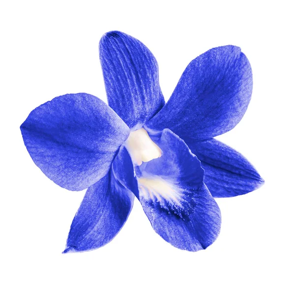 Μπλε ορχιδέα λουλούδι που απομονώνονται σε λευκό φόντο — Φωτογραφία Αρχείου