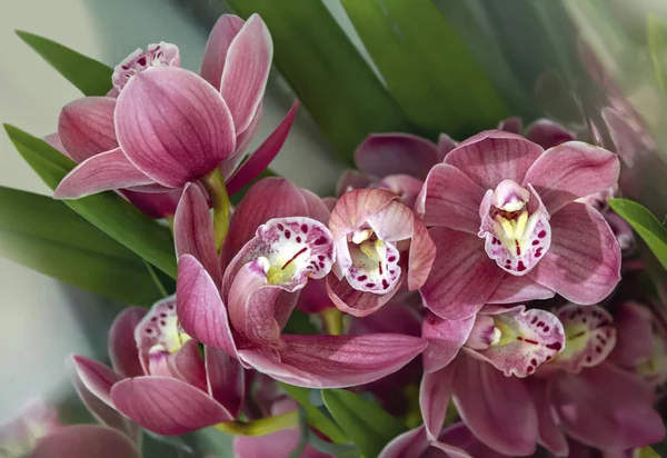 Fleurs d'orchidée rose parfait sur un fond doux flou — Photo