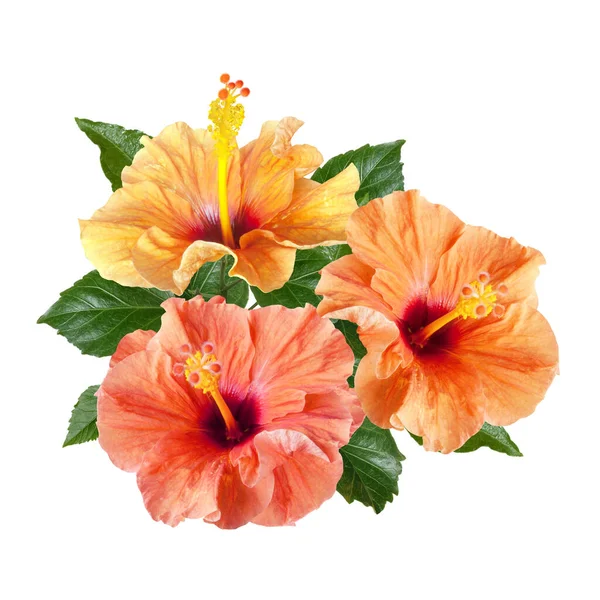 Een boeket van oranje hibiscus bloemen geïsoleerd op witte achtergrond — Stockfoto