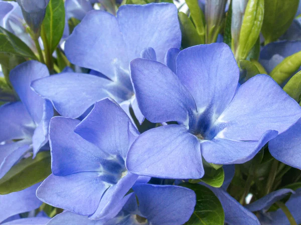 Klarblå vilda bläckfisk blommor bukett — Stockfoto
