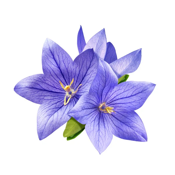 Anbud ljus blåklocka blommor isolerad på vit bakgrund — Stockfoto