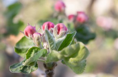 Narin pembe bahar çiçekleri ve elma ağaçları.