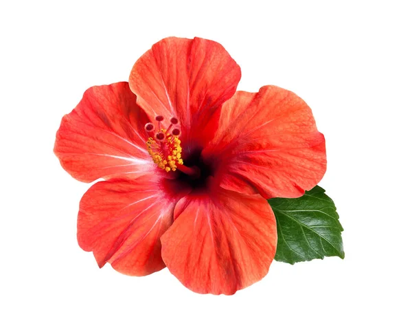 Flor de hibisco rojo brillante aislado — Foto de Stock
