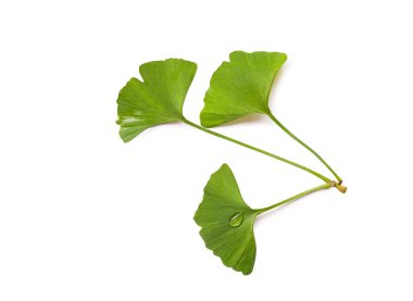 yeşil ginkgo biloba yaprakları beyaz üzerine izole