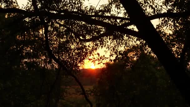 森の中の景色をからりと晴れた夕焼け — ストック動画