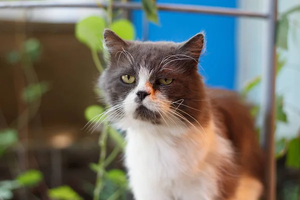 Mustachioed gato cinza-branco contra um fundo de folhagem — Fotografia de Stock