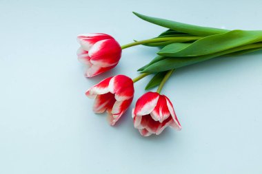 Açık mavi arka planda kırmızı lale. Uzayı kopyala Bahar ve Kadın Günü konsepti.