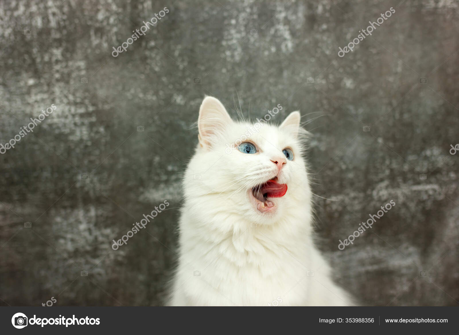 Lecher Les Cotelettes Images Libres De Droit Photos De Lecher Les Cotelettes Depositphotos