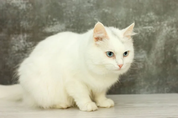 Belo gato branco com olhos azuis em um fundo cinza — Fotografia de Stock