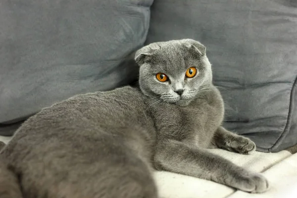 Gatto pieghevole scozzese grigio sul divano con cuscini — Foto Stock