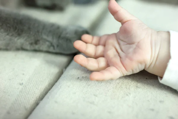 Babys mano y gris gatos pata. concepto de alergia al polvo gato — Foto de Stock