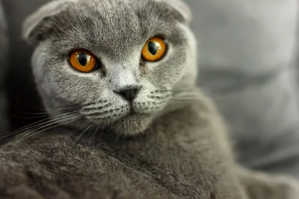 gray scottish fold cat on sofa with pillows close up