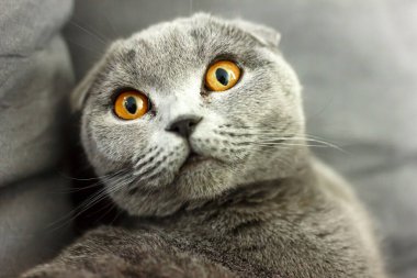 Gri İskoç kedisi kanepenin üstünde, yastıkları yakın..