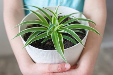 Dünya Çevre Günü ve Dünya 'yı Kurtarma Konsepti, küçük çocuğun elinde beyaz tencerede yeşil ağaç tutuyor..