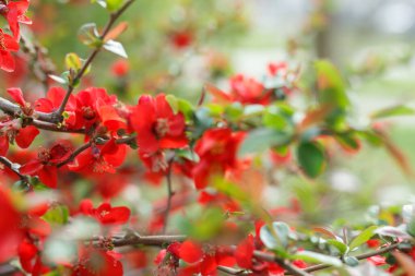 Japon ayva çiçekleri, yaklaşın -.