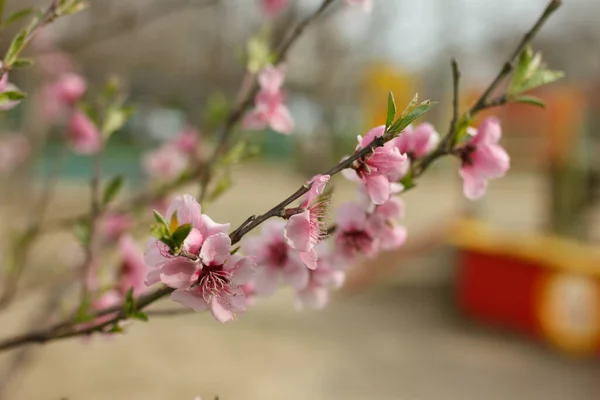 Pembe elma çiçekleri ve tomurcukları. Bahar zamanı çiçek açan güzel bir ağaç. Çiçek açan meyve bahçesi.