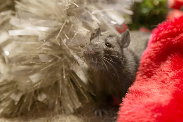 Сіра миша йде серед новорічних атрибутів. Тварина готується до Різдва. Концепція святкування, костюмів, прикрас. Символ 2020 року. Рік пацюка. Червоний напис — стокове фото