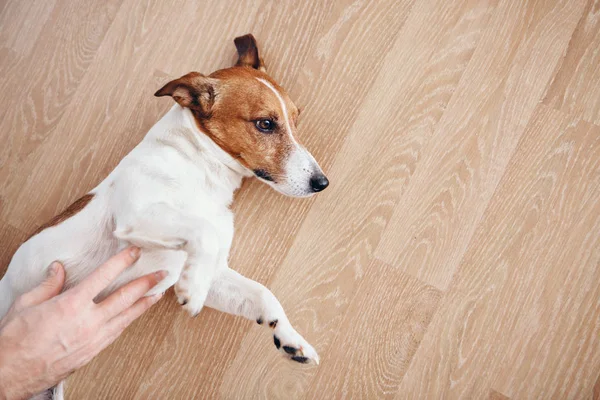 Hayvan bakımı kavramı. Köpeği okşayan bir adam. Cebimde ot