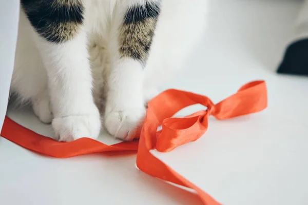 Gato jugando con una cinta roja. Animal con juguete —  Fotos de Stock